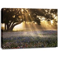 Danita Delimont - Morning Meadow Sunrise