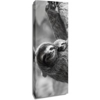 Danita Delimont - Sloth Swing