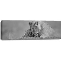Danita Delimont - Lioness Love