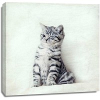 Nadia Attura - Cat Winks