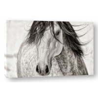 Lisa Dearing - My Beautiful Mane