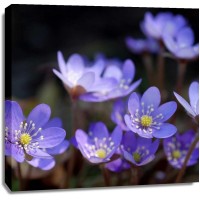 PhotoINC Studio - Purple Flowers