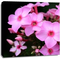 PhotoINC Studio - Pink Flowers