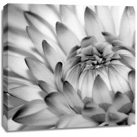 PhotoINC Studio - Fibonacci 2