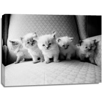 Kim Levin - Five Kittens