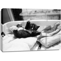 Kim Levin - Kitten Laundry