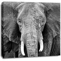 PhotoINC Studio - Elephant
