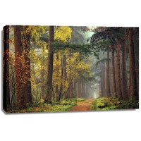 Lars Van de Goor - Colors of the Forest  