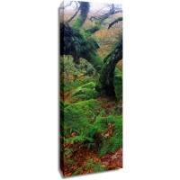 Melisende Perrin - Spring Forest - Moss On A Dead Tree