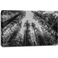 Nature Magick - Sequoia Tree Forest Sky Black and White