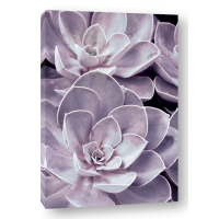 Judy Stalus - Violet Succulents 