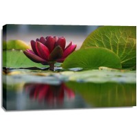 Leda Robertson - Lily Reflections II