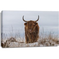 Van Den - Highlander in Snow