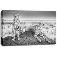 Scheid - Two Cheetahs Watching Out 