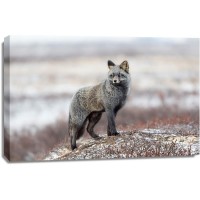 Catta - Cross Fox