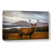 Popan - Scottish Stag 
