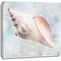 Christine Zalewski - Blue Cream Murex Shell 