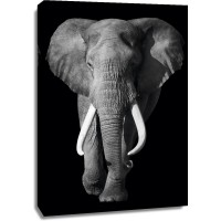 Elephant - Out of the Dark