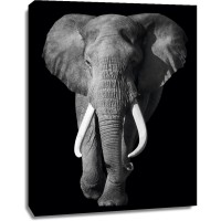 Elephant - Out of the Dark