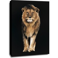 Lion - Out of the Dark II