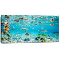 Pangea Images - Fish and sharks in Bora Bora lagoon