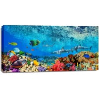 Pangea Images - Reef Sharks and fish- Indian Sea