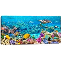 Pangea Images - Sea Turtle and fish- Maldivian Coral Reef