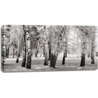 Pangea Images - Birches in a Park