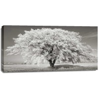 Frank Krahmer - Lime tree with frost, Bavaria, Germany