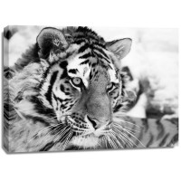 Ivan Cholov - Tiger