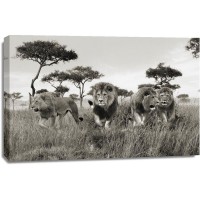 Pangea Images - Brothers- Masai Mara- Kenya