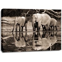Frank Krahmer - African elephants, Okavango, Botswana