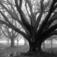 William Guion - Oak Grove Winter