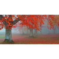 Juan Antonio Palacios - arboles Rojos
