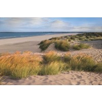Assaf Frank - Sandy Shores