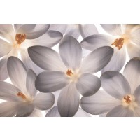 Assaf Frank - Petal Perfect