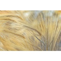 Assaf Frank - Foxtail
