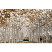 Assaf Frank - White Gold