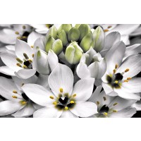 Dennis Frates - Blooming Stars