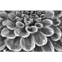 Dennis Frates - Silver Dahlia