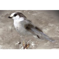 Stephane Fontaine - Grey Jay I