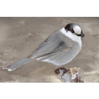 Stephane Fontaine - Grey Jay II