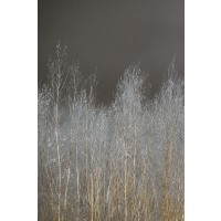 Assaf Frank - Silver Forest I