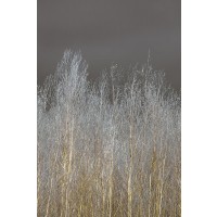 Assaf Frank - Silver Forest II