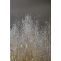 Assaf Frank - Silver Forest III