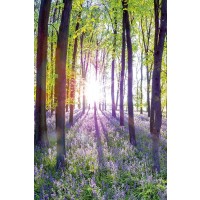 Assaf Frank - Bluebells and Sunrise I