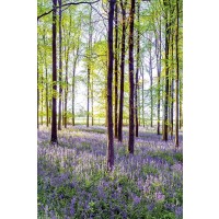 Assaf Frank - Bluebells and Sunrise II