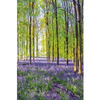 Assaf Frank - Bluebells and Sunrise III