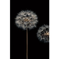 Assaf Frank - Make A Wish I