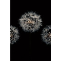 Assaf Frank - Make A Wish II
